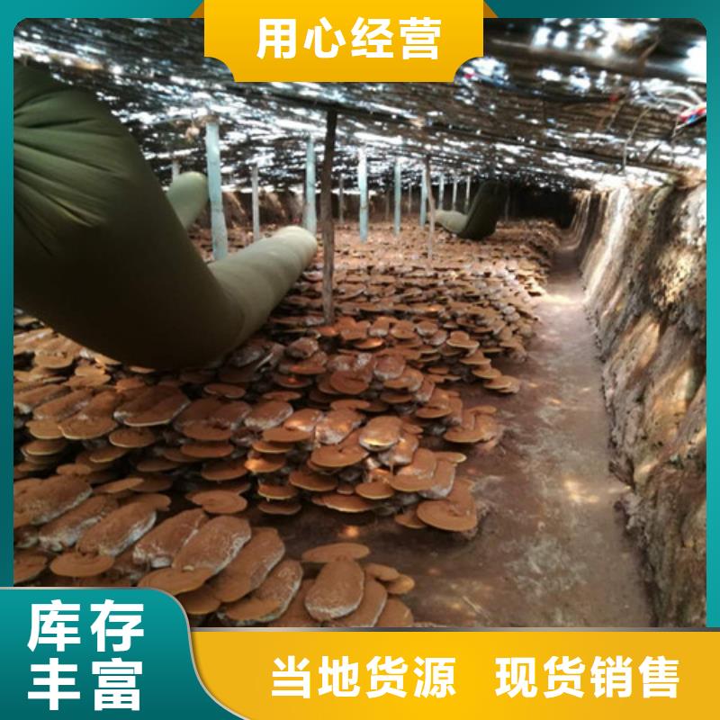 【灵芝孢子粉】灵芝盆景经销商