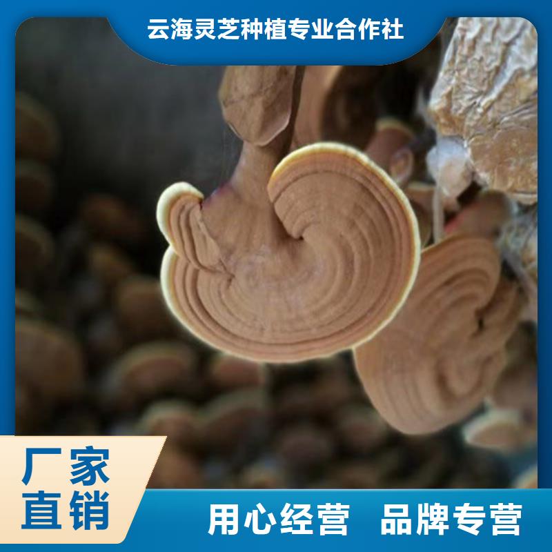 【灵芝孢子粉】灵芝盆景经销商