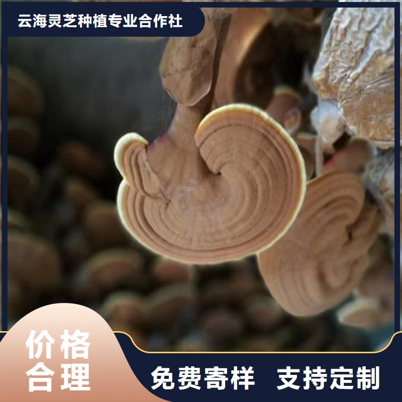灵芝粉怎么样