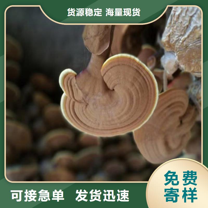 灵芝孢子粉厂家批发