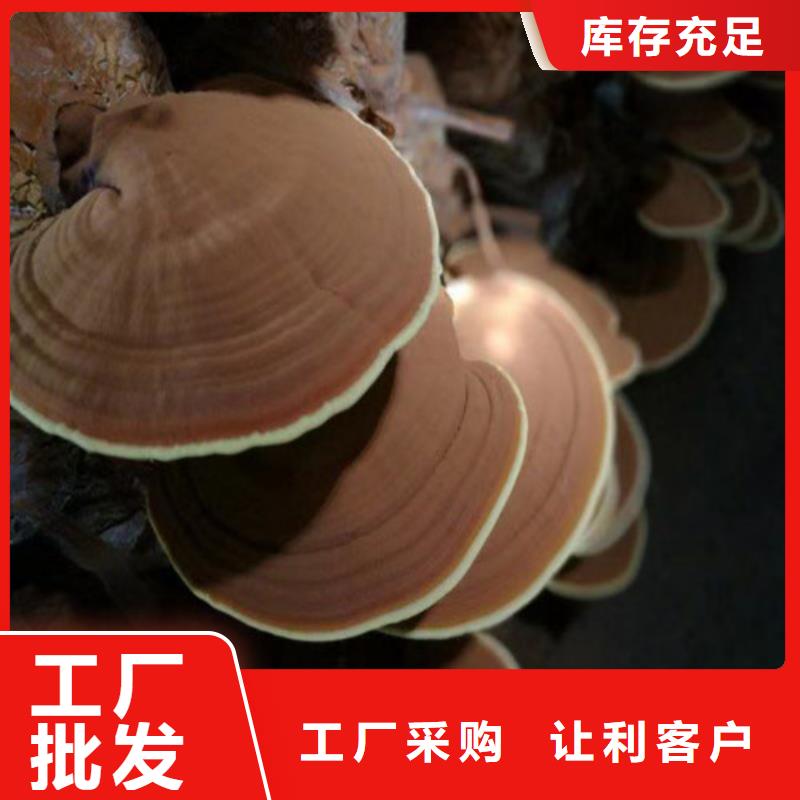 灵芝粉怎么样