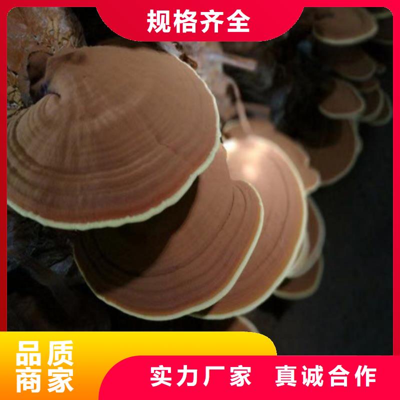 灵芝孢子粉灵芝品质做服务
