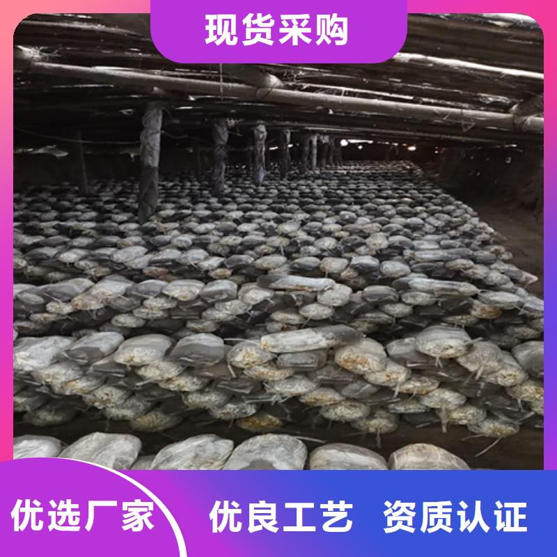 灵芝粉怎么样