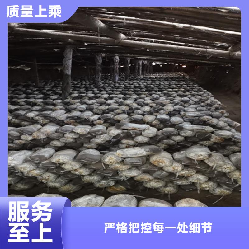 【灵芝孢子粉】灵芝盆景经销商
