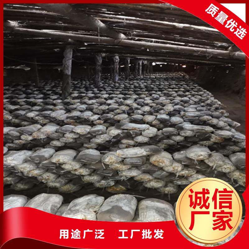 灵芝孢子粉厂家批发