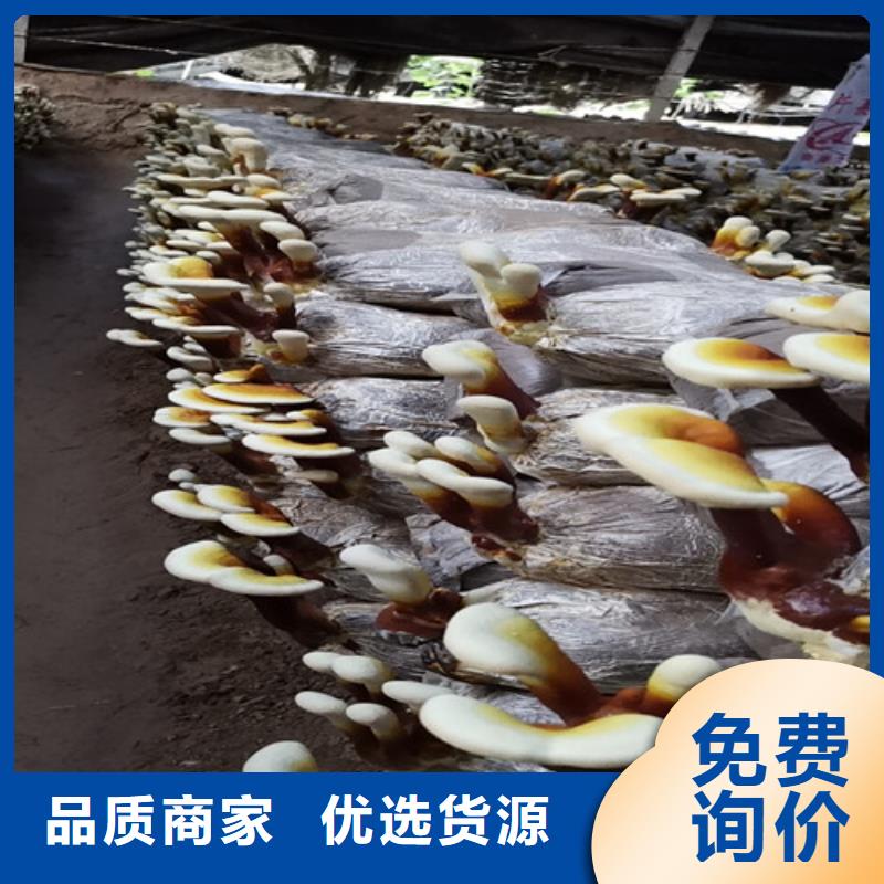 灵芝孢子粉灵芝品质做服务