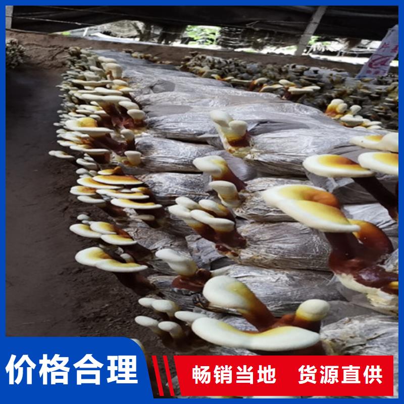 灵芝粉怎么样