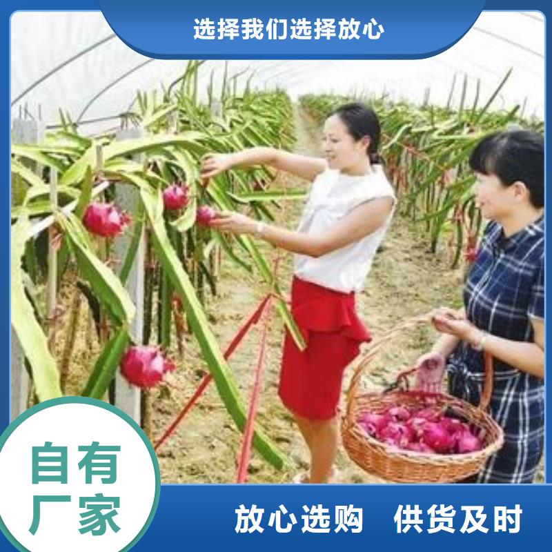 滕州市黄瓜大棚钢管免费查询、