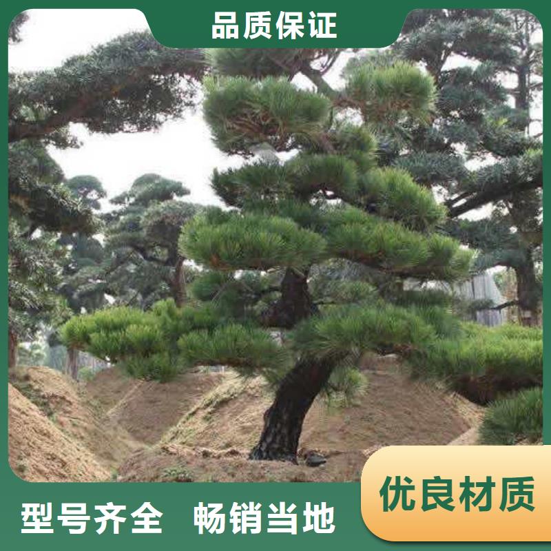 造型松油松为品质而生产