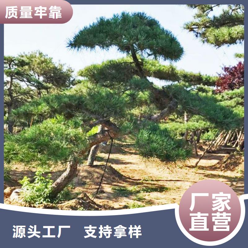 造型松-造型油松商家