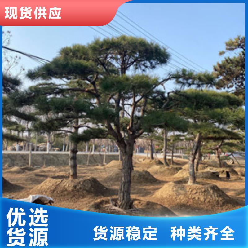 造型松造型松苗木源头工厂量大优惠