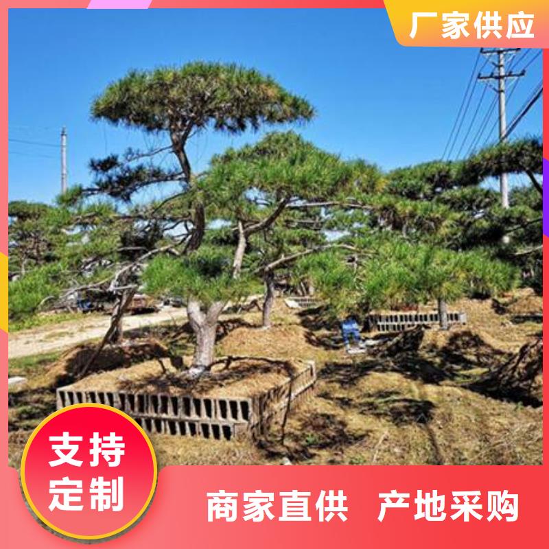  造型松质量看得见
