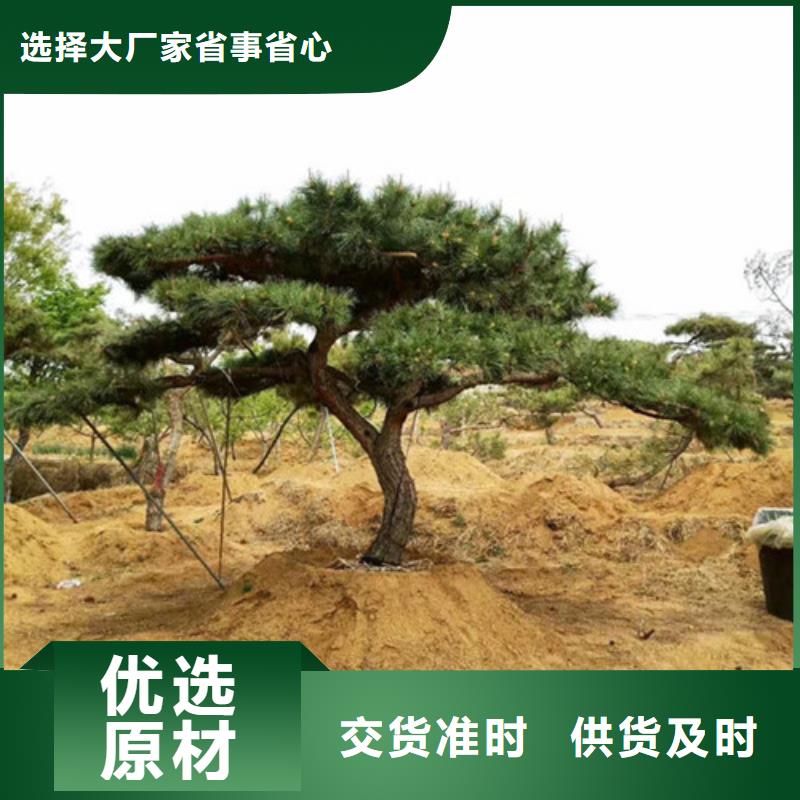  造型松质量看得见