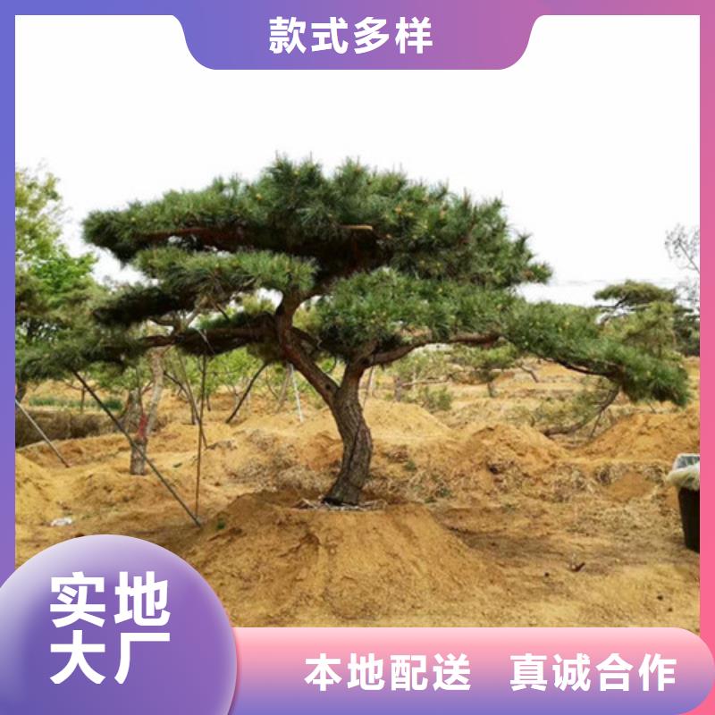 造型松造型松基地品质值得信赖