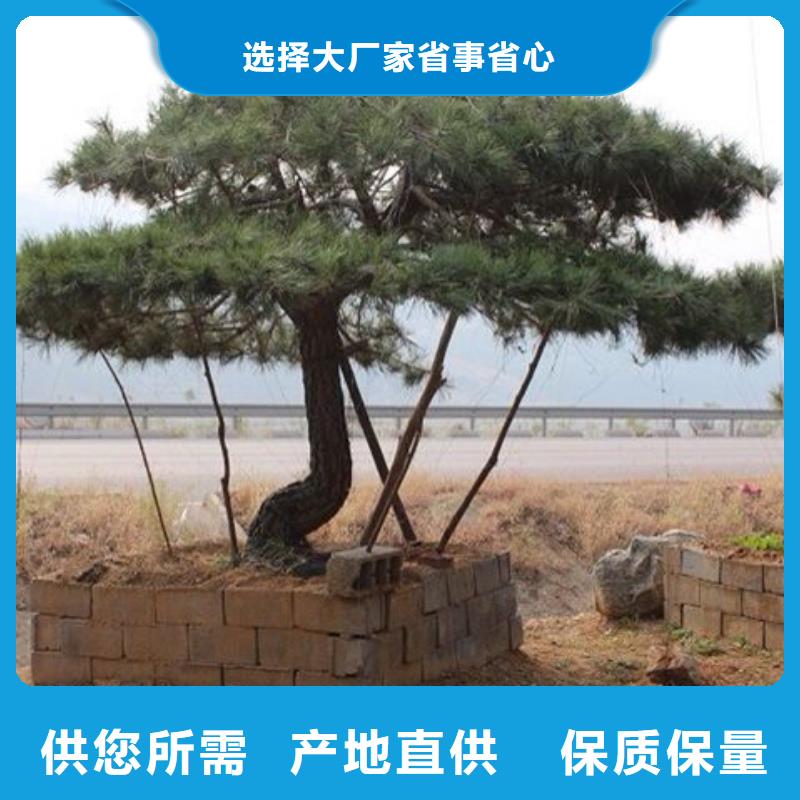  造型松质量看得见