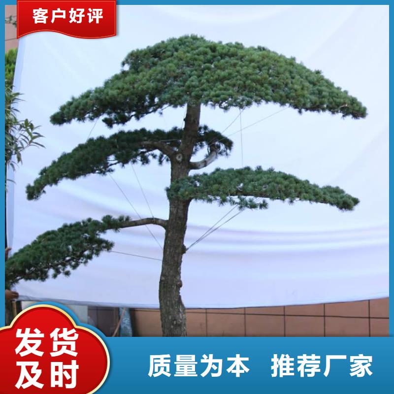 造型松造型松苗木源头工厂量大优惠
