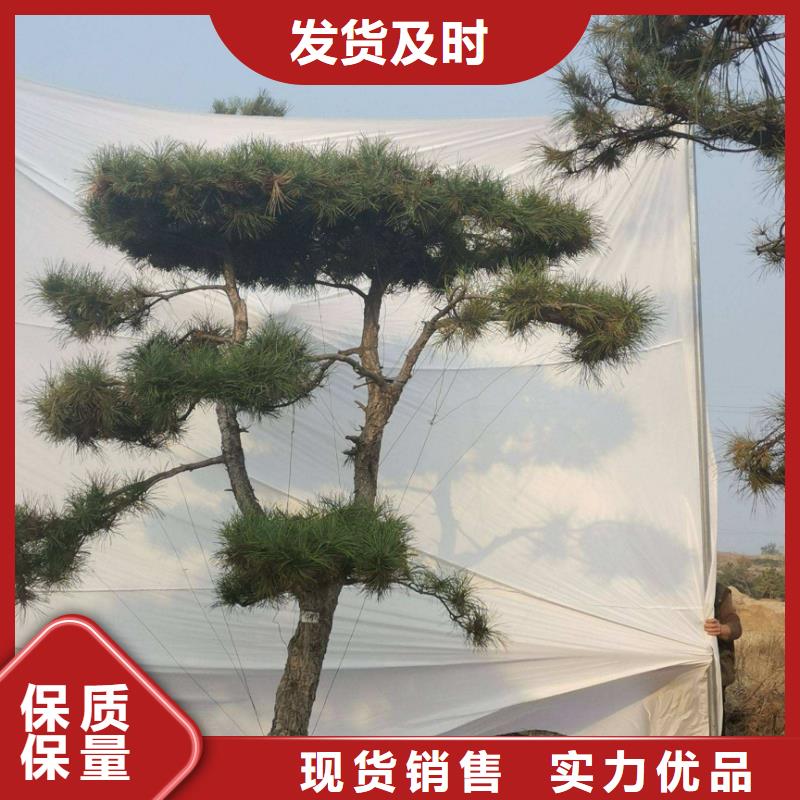 造型松造型松苗木源头工厂量大优惠