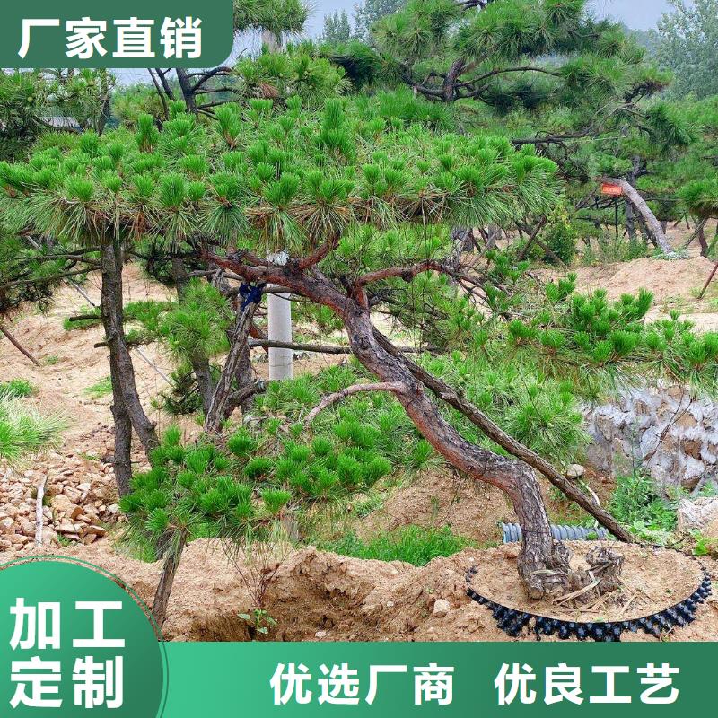 造型松造型松基地品质值得信赖