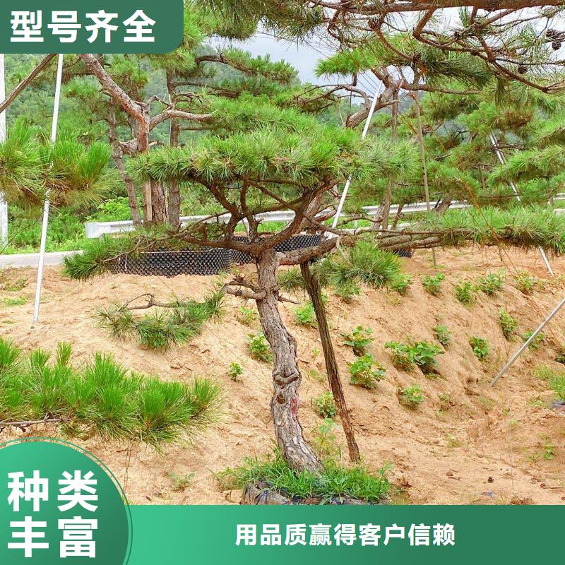  造型松质量看得见