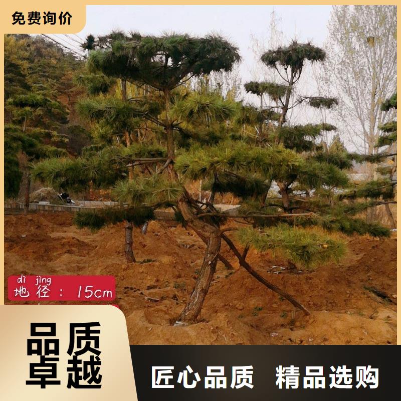 造型松-造型油松商家