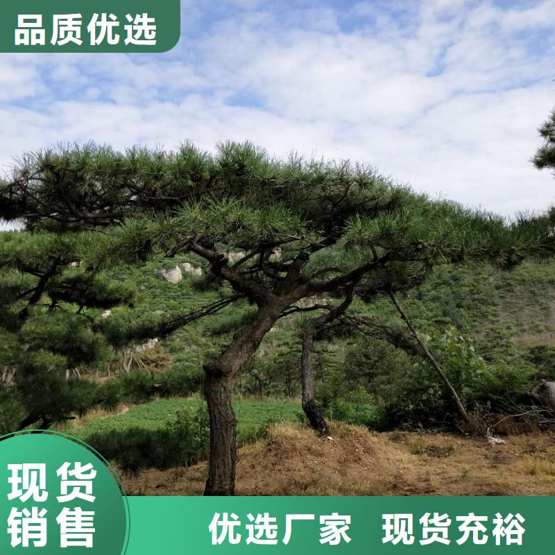 造型松-造型油松商家