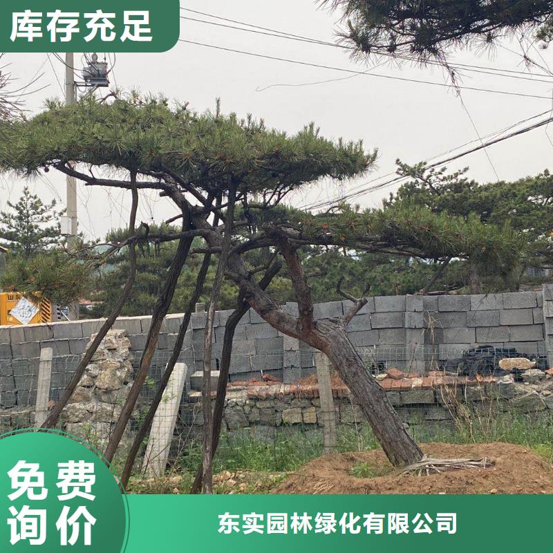 造型松造型松基地品质值得信赖