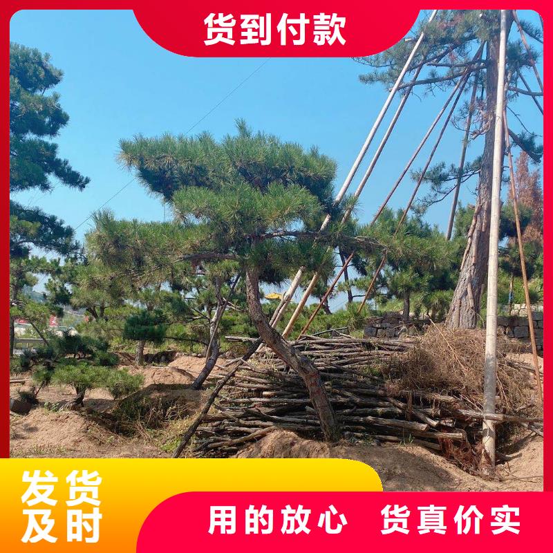造型松严格把关质量放心