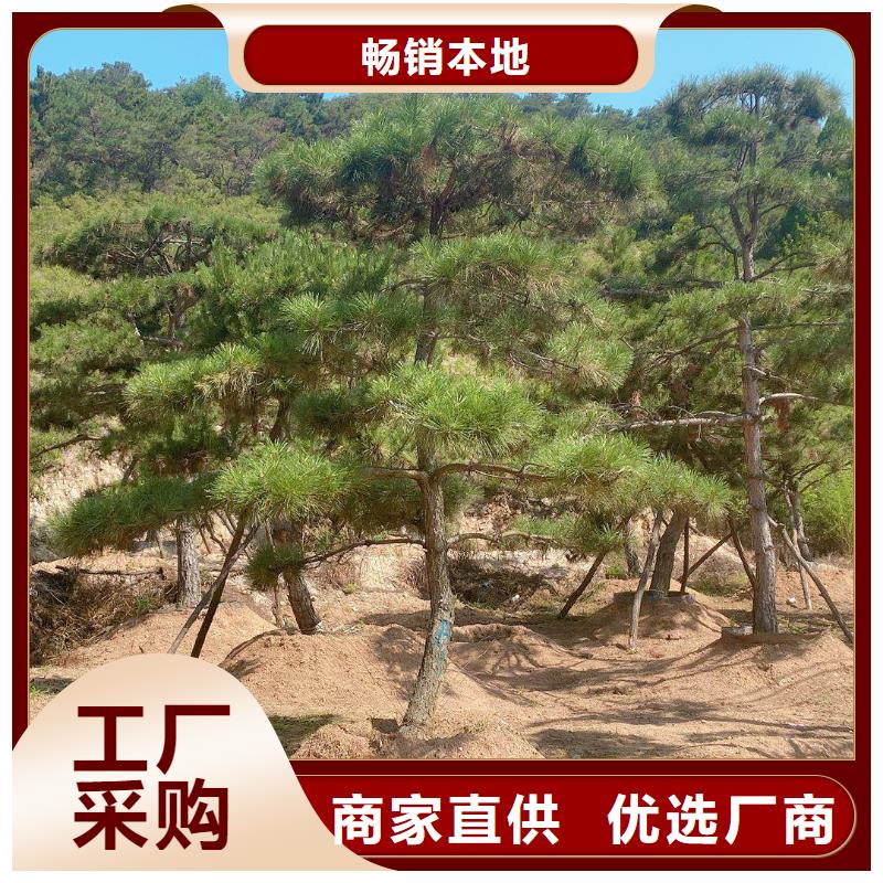 造型松严格把关质量放心