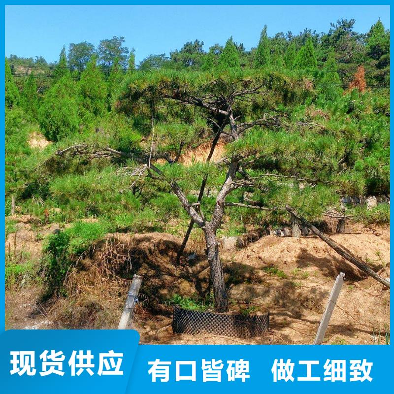 造型松严格把关质量放心