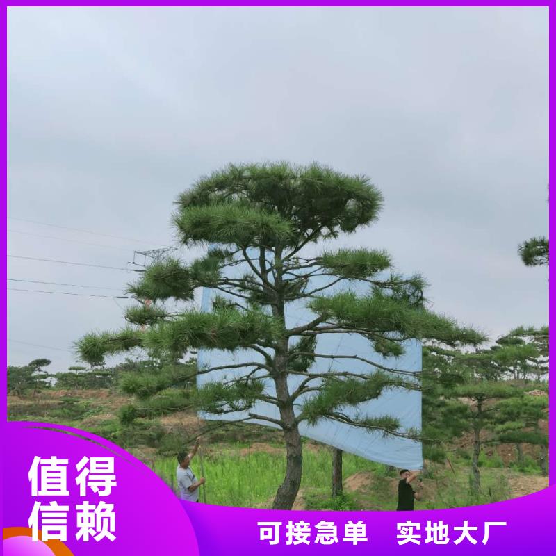 造型松-造型油松商家