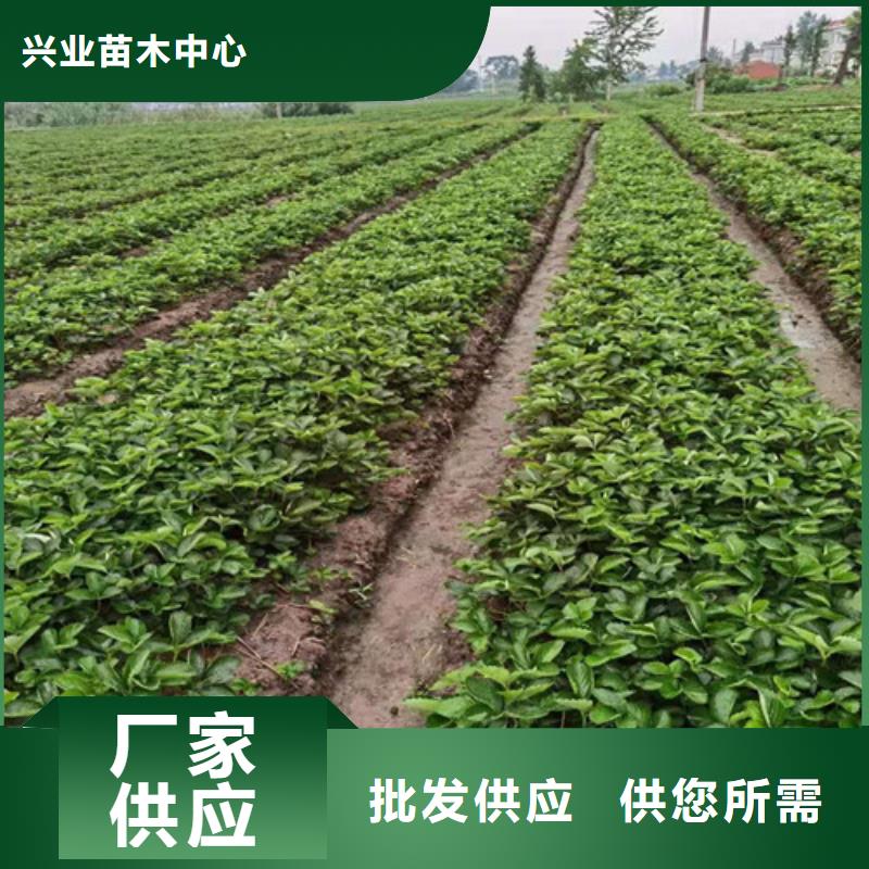 草莓苗烟福8苹果苗值得买