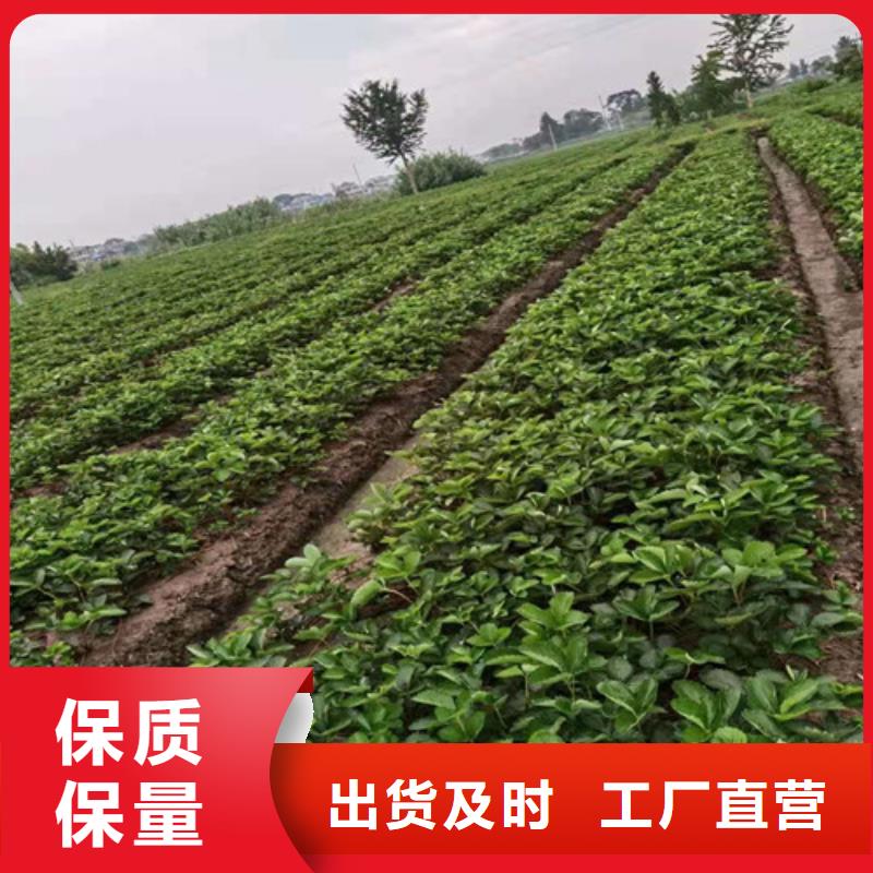 草莓苗烟福8苹果苗值得买