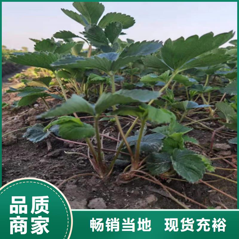 草莓苗烟福8苹果苗值得买