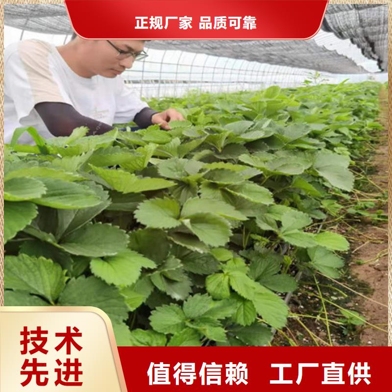 草莓苗烟福8苹果苗值得买