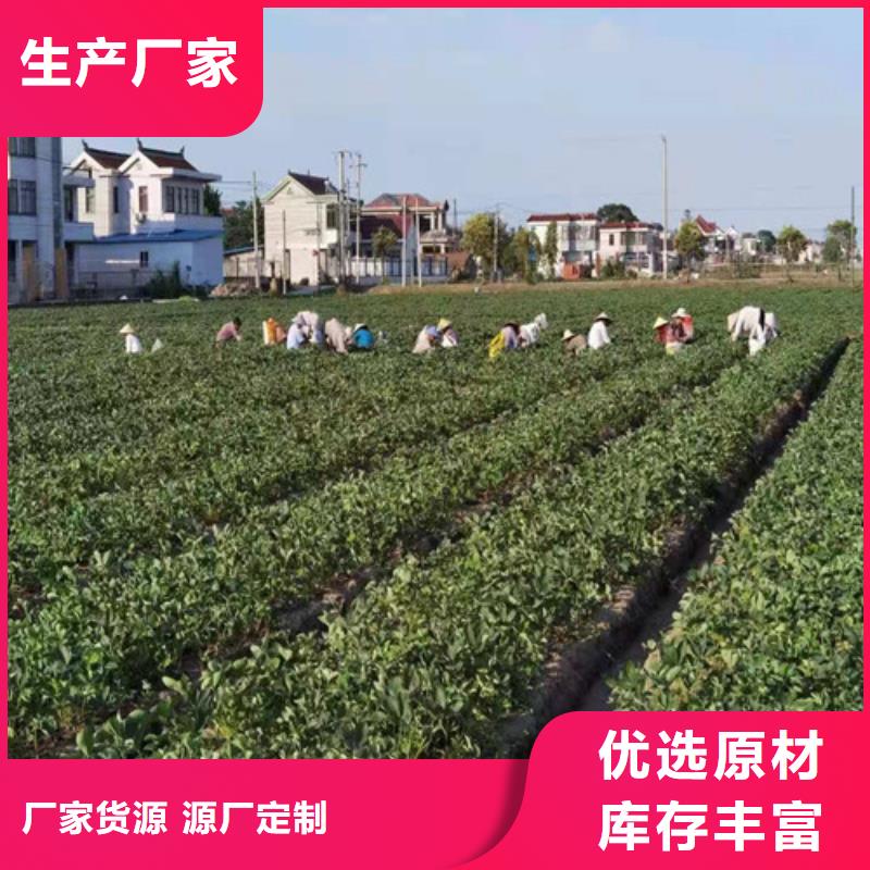 草莓苗烟福8苹果苗值得买