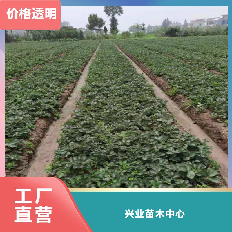 草莓苗烟福8苹果苗值得买