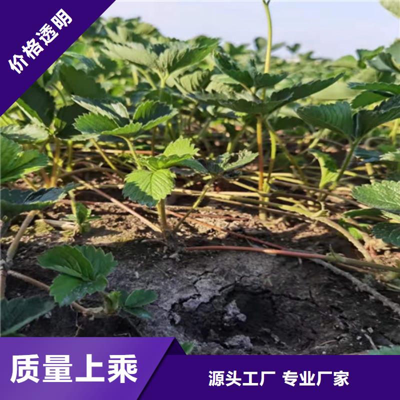 草莓苗烟福8苹果苗值得买