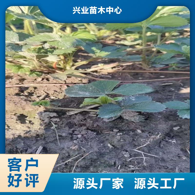 草莓苗烟福8苹果苗值得买