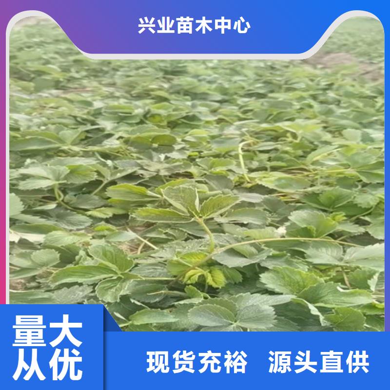 草莓苗烟福8苹果苗值得买