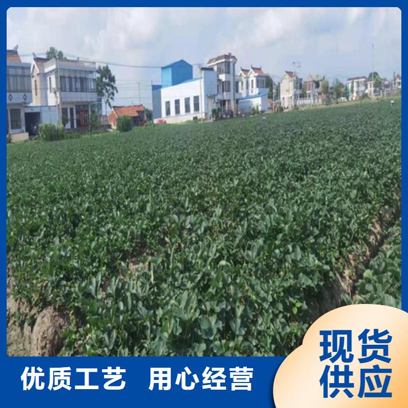 草莓苗烟福8苹果苗值得买