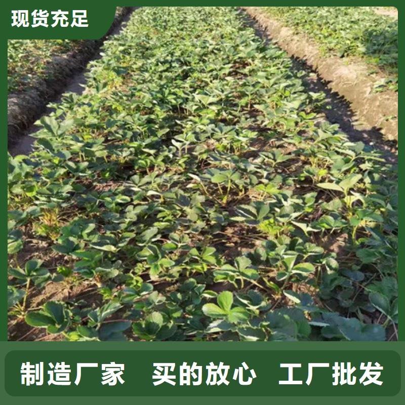 草莓苗烟福8苹果苗值得买