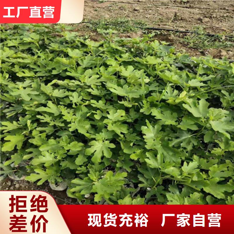 无花果_西瓜苗精挑细选好货