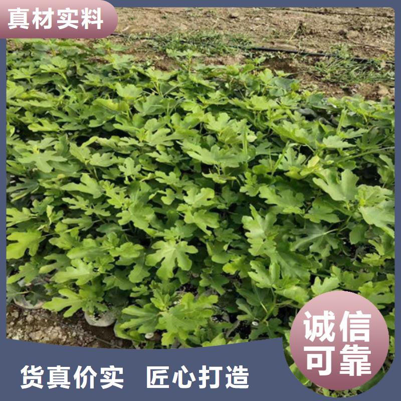 波姬红无花果苗原产地