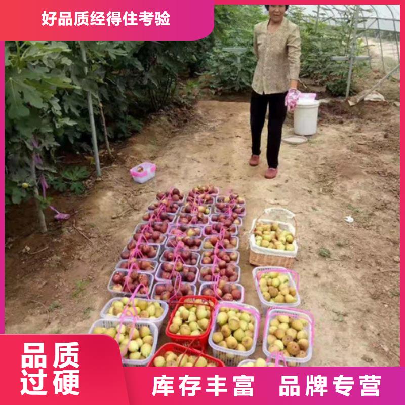 无花果_西瓜苗经久耐用