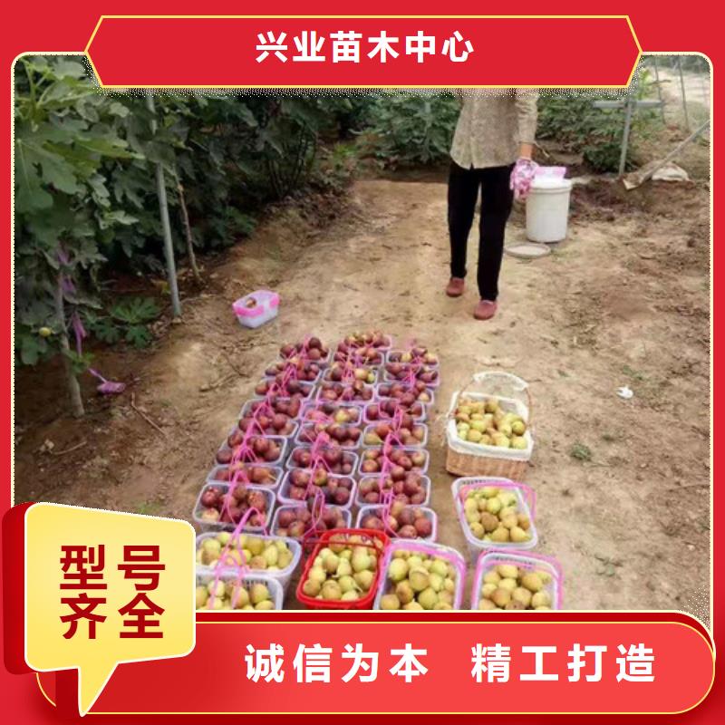 波姬红无花果苗原产地