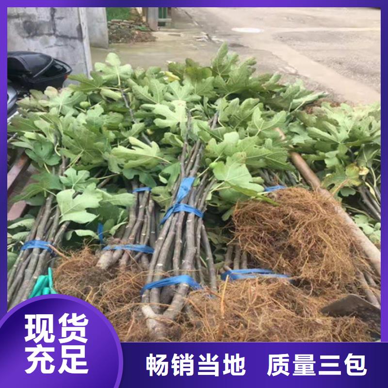 无花果_西瓜苗精挑细选好货