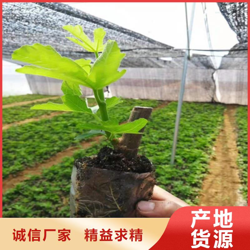 无花果_西瓜苗精挑细选好货