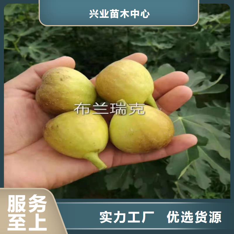 波姬红无花果苗原产地