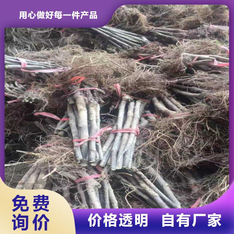 无花果_西瓜苗经久耐用
