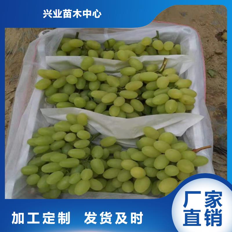 金手指葡萄树